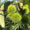 Tamme kastanje boom Castanea sativa h 350 cm st. omtrek 12 cm