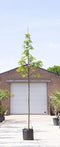 Tamme kastanje boom Castanea sativa h 350 cm st. omtrek 12 cm