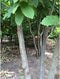 Tamme kastanje meerstammig Castanea sativa h 225 cm