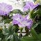 Mica Decorations Petunia Kunst Hangplant - H80 x Ø20 cm - Lichtpaars