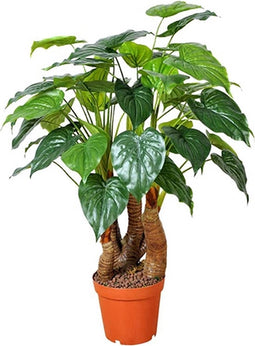 Taro 125 cm