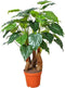 Taro 125 cm