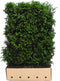 Taxus baccata 180 cm