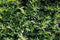 Taxus baccata 200 cm