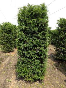 Taxus Baccata 250 cm
