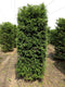 Taxus Baccata 250 cm