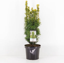 Taxus baccata david 40-50 cm