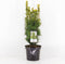 Taxus baccata david 40-50 cm