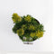Taxus baccata david 40-50 cm