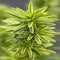 Taxus baccata david 40-50 cm