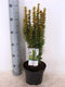 Taxus baccata david 40-50 cm