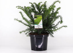 Taxus baccata 'Repandens' - Venijnboom - Planthoogte: 30-40 cm - Pot Ø 23 cm (5 liter)