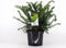 Taxus baccata 'Repandens' - Venijnboom - Planthoogte: 30-40 cm - Pot Ø 23 cm (5 liter)
