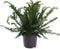 Taxus baccata 'Repandens' - Venijnboom - Planthoogte: 30-40 cm - Pot Ø 23 cm (5 liter)