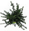 Taxus baccata 'Repandens' - Venijnboom - Planthoogte: 30-40 cm - Pot Ø 23 cm (5 liter)