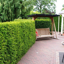 Taxus baccata - Venijnboom - Planthoogte: 30-40 cm - Pot Ø 19 cm (3 liter)
