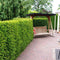 Taxus baccata - Venijnboom - Planthoogte: 30-40 cm - Pot Ø 19 cm (3 liter)