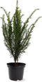 Taxus baccata - Venijnboom - Planthoogte: 30-40 cm - Pot Ø 19 cm (3 liter)