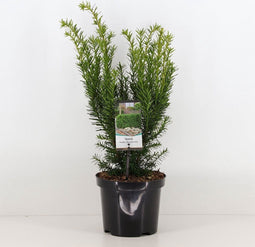Taxus media 'Densiformis' - Venijnboom - Planthoogte: 25-30 cm - Pot Ø 19 cm (3 liter)