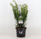 Taxus media 'Densiformis' - Venijnboom - Planthoogte: 25-30 cm - Pot Ø 19 cm (3 liter)