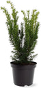 Taxus media 'Densiformis' - Venijnboom - Planthoogte: 25-30 cm - Pot Ø 19 cm (3 liter)