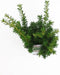 Taxus media 'Densiformis' - Venijnboom - Planthoogte: 25-30 cm - Pot Ø 19 cm (3 liter)