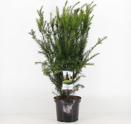 Taxus media 'Groenland' - Venijnboom - Planthoogte: 30-40 cm - Pot Ø 19 cm (3 liter)