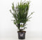 Taxus media 'Groenland' - Venijnboom - Planthoogte: 30-40 cm - Pot Ø 19 cm (3 liter)