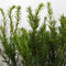 Taxus media 'Groenland' - Venijnboom - Planthoogte: 30-40 cm - Pot Ø 19 cm (3 liter)