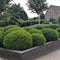 Taxus media 'Groenland' - Venijnboom - Planthoogte: 30-40 cm - Pot Ø 19 cm (3 liter)