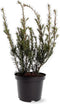 Taxus media 'Groenland' - Venijnboom - Planthoogte: 30-40 cm - Pot Ø 19 cm (3 liter)