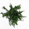 Taxus media 'Groenland' - Venijnboom - Planthoogte: 30-40 cm - Pot Ø 19 cm (3 liter)