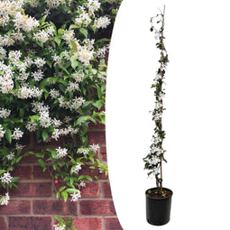 Plant in a Box - Trachelospermum jasminoides - Jasmijn XL - Winterharde klimplant - Pot 17cm - Hoogte 110-120cm