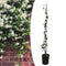 Plant in a Box - Trachelospermum jasminoides - Jasmijn XL - Winterharde klimplant - Pot 17cm - Hoogte 110-120cm