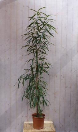 Kamerplant Ficus Alii Binnendijkii 200 cm