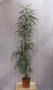 Kamerplant Ficus Alii Binnendijkii 200 cm