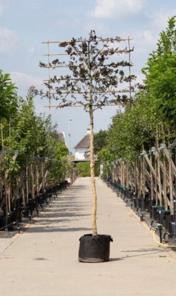 Rode leibeuk 240 cm | Fagus syl. 'Atropunicea' 16-20 cm 240 cm| Bomenbezorgd.nl