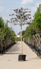 Rode leibeuk 240 cm | Fagus syl. 'Atropunicea' 16-20 cm 240 cm| Bomenbezorgd.nl