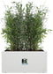 Elho Vivo Next Lang 80 - Plantenbak voor Binnen & Buiten - 100% Gerecycled Plastic - Wit - L 78.0 x H 37.9 cm