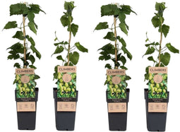 Plant in a Box - Humulus lupulus 'Nordbrau' - 4 Klimplanten - Hopplanten - Pot 15cm - Hoogte 50-60cm