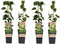 Plant in a Box - Humulus lupulus 'Nordbrau' - 4 Klimplanten - Hopplanten - Pot 15cm - Hoogte 50-60cm