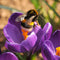 Plant in a Box - Crocus Ruby Giant - 100x Krokus bollen - Vroege bloeiers - Bloembollen winterhard