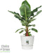 Bananenplant in Elho® Greenville pot – ↨ 80 cm – ⌀ 24 cm