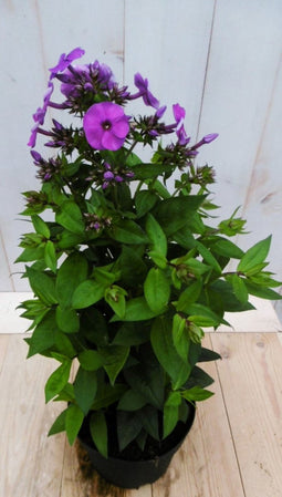 Vlambloem Philox roze 40 cm
