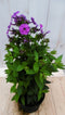 Vlambloem Philox roze 40 cm