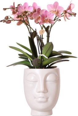 Kolibri Orchids | Roze Phalaenopsis orchidee in witte Face to Face sierpot - Ø12cm