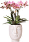 Kolibri Orchids | Roze Phalaenopsis orchidee in witte Face to Face sierpot - Ø12cm