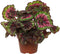 Begonia rex Macarena ↨ 25cm - hoge kwaliteit planten