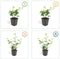 Plants by Frank | 48 Atlantische Klimopplanten | Hedera Hibernica | Winterharde bodembedekker planten | tuinplanten | Winterharde vaste planten meerjarig | Winterharde tuinplanten