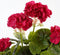 Mica Decorations Geranium Kunstplant in Bloempot Stan - H34 x Ø20 cm - Donkerroze